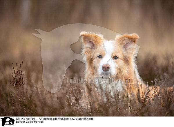 Border Collie Portrait / Border Collie Portrait / KB-05169
