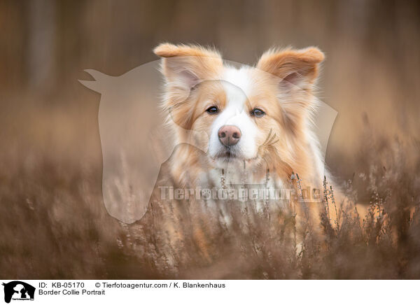Border Collie Portrait / Border Collie Portrait / KB-05170