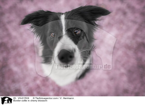 Border Collie in der Kirschblte / Border collie in cherry blossom / VH-01504