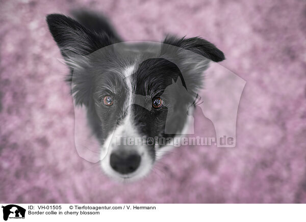 Border Collie in der Kirschblte / Border collie in cherry blossom / VH-01505