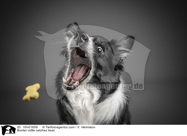 Border Collie fngt Leckerli / Border collie catches treat / VH-01659