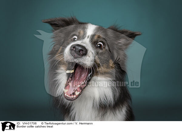 Border Collie fngt Leckerli / Border collie catches treat / VH-01706