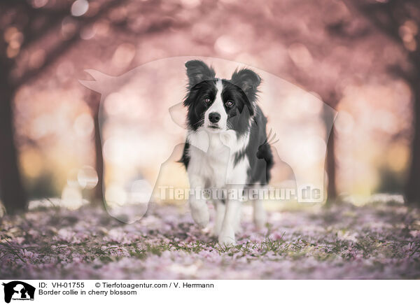 Border collie in cherry blossom / VH-01755