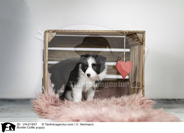 Border Collie Welpe / Border Collie puppy / VH-01957