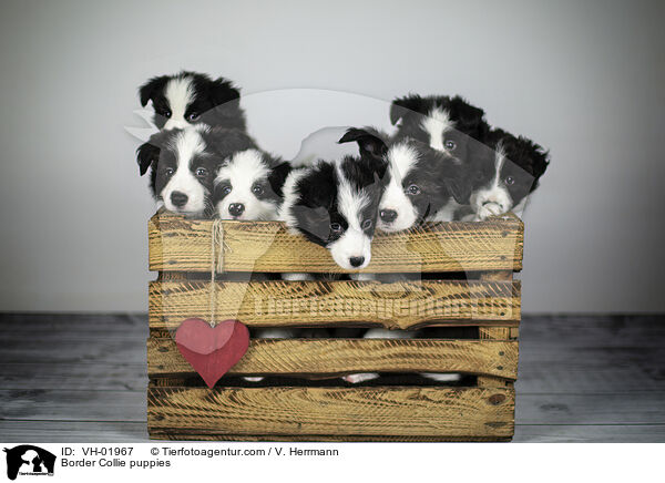 Border Collie puppies / VH-01967