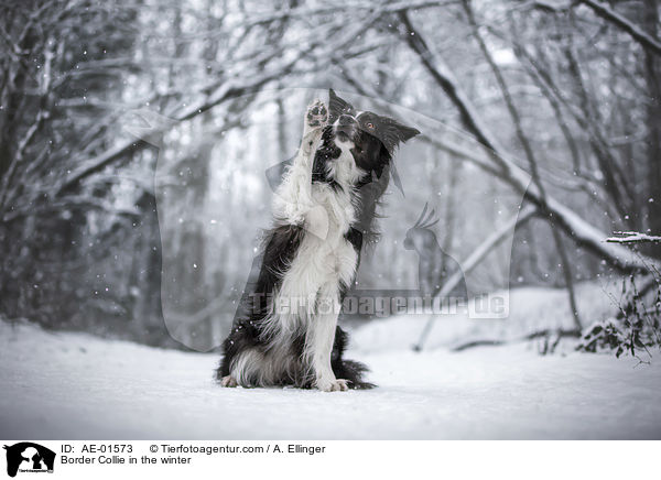 Border Collie im Winter / Border Collie in the winter / AE-01573