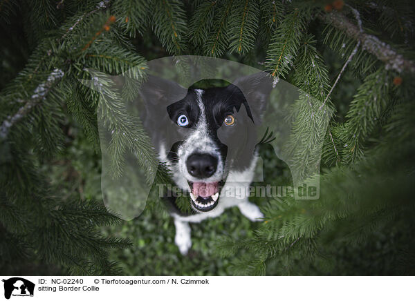 sitzender Border Collie / sitting Border Collie / NC-02240