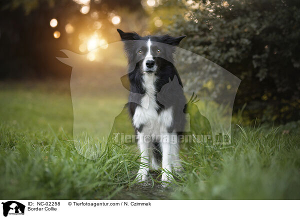 Border Collie / Border Collie / NC-02258
