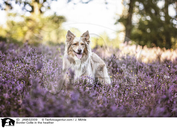 Border Collie in der Heide / Border Collie in the heather / JAM-02009