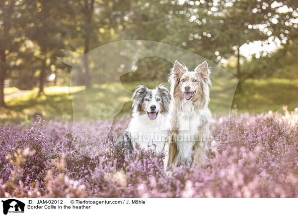 Border Collie in der Heide / Border Collie in the heather / JAM-02012