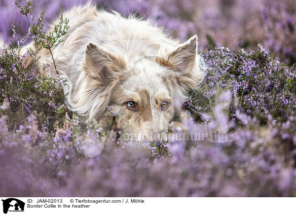 Border Collie in der Heide / Border Collie in the heather / JAM-02013