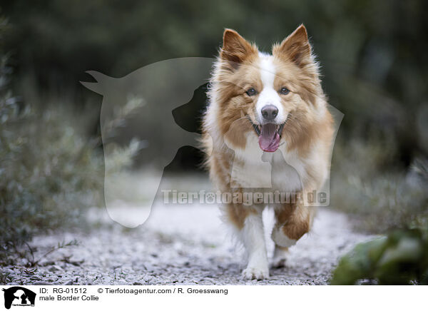 male Border Collie / RG-01512