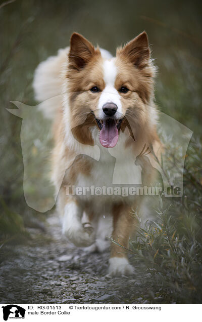 male Border Collie / RG-01513