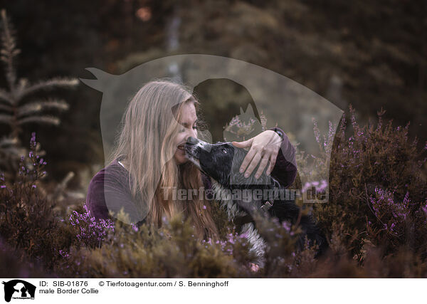 Border Collie Rde / male Border Collie / SIB-01876