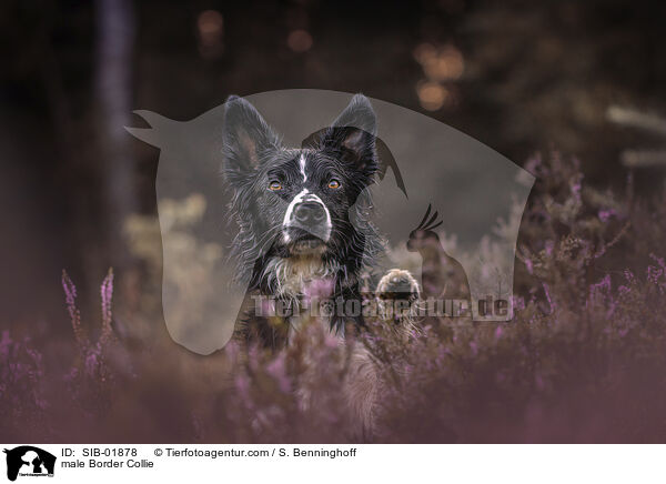 Border Collie Rde / male Border Collie / SIB-01878