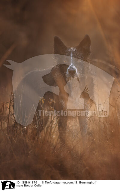 Border Collie Rde / male Border Collie / SIB-01879