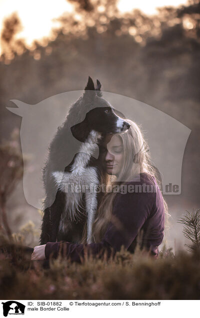 Border Collie Rde / male Border Collie / SIB-01882