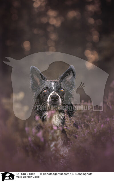 Border Collie Rde / male Border Collie / SIB-01884