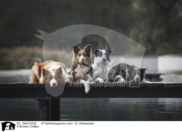 4 Border Collies / 4 Border Collies / DH-01632