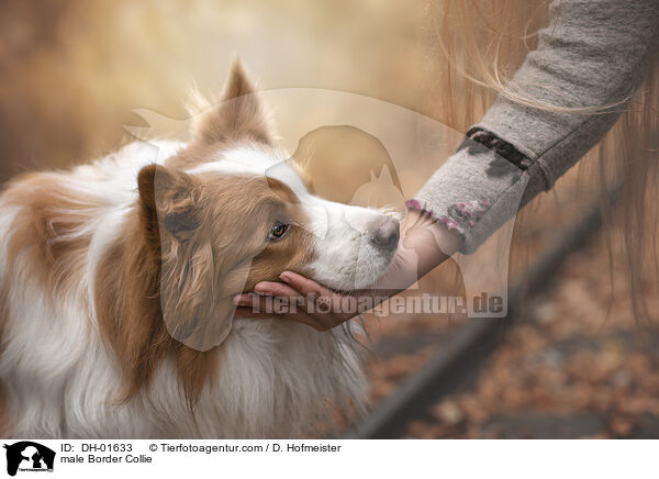 Border Collie Rde / male Border Collie / DH-01633
