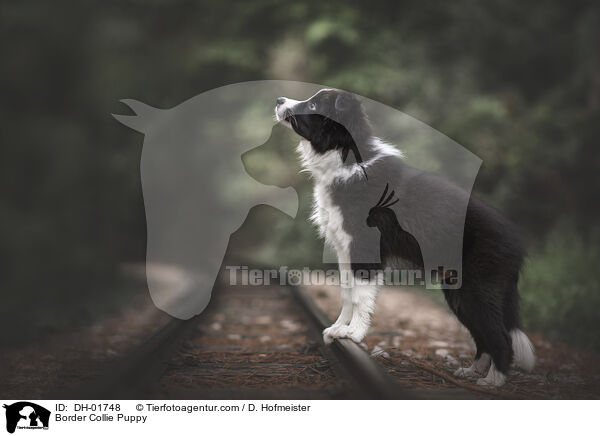 Border Collie Welpe / Border Collie Puppy / DH-01748
