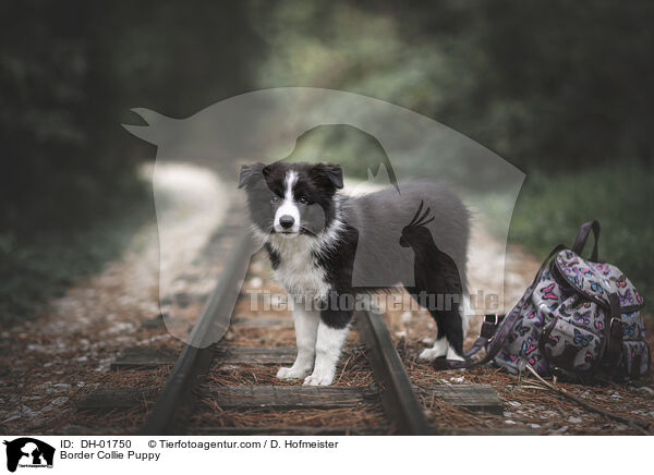 Border Collie Welpe / Border Collie Puppy / DH-01750