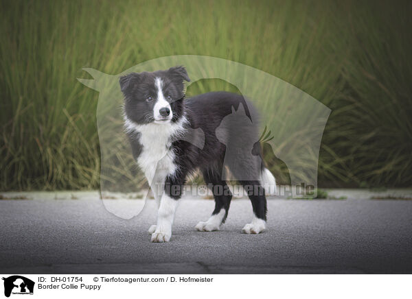 Border Collie Welpe / Border Collie Puppy / DH-01754