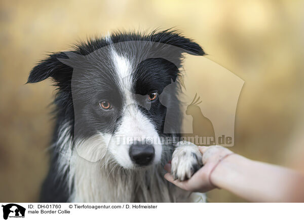 Border Collie Rde / male Border Collie / DH-01760