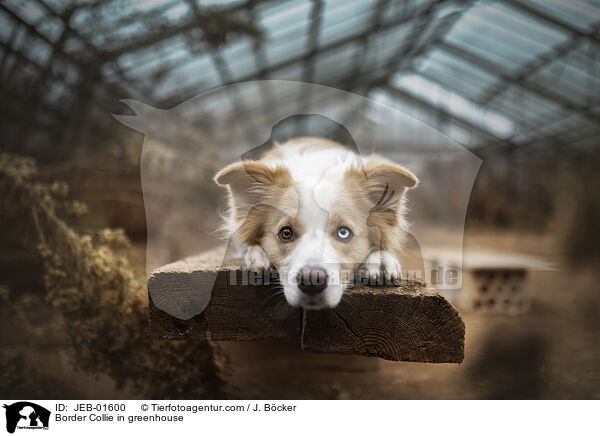 Border Collie im Gewchshaus / Border Collie in greenhouse / JEB-01600