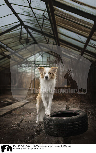 Border Collie im Gewchshaus / Border Collie in greenhouse / JEB-01604