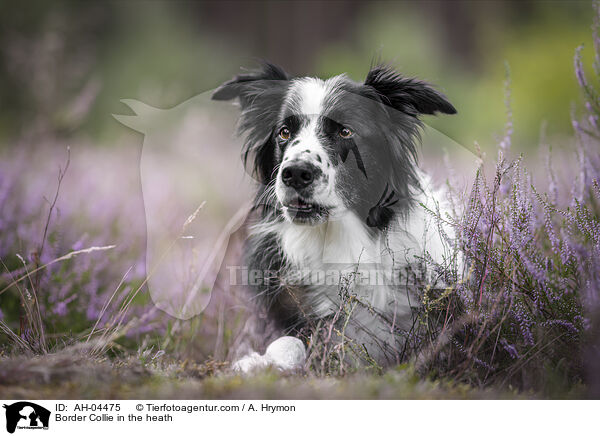 Border Collie in der Heide / Border Collie in the heath / AH-04475