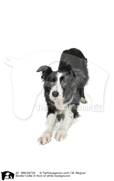 Border Collie in front of white background / MW-26729