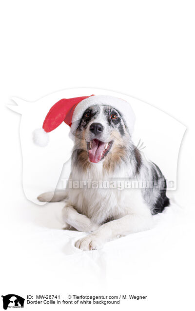 Border Collie vor weiem Hintergrund / Border Collie in front of white background / MW-26741