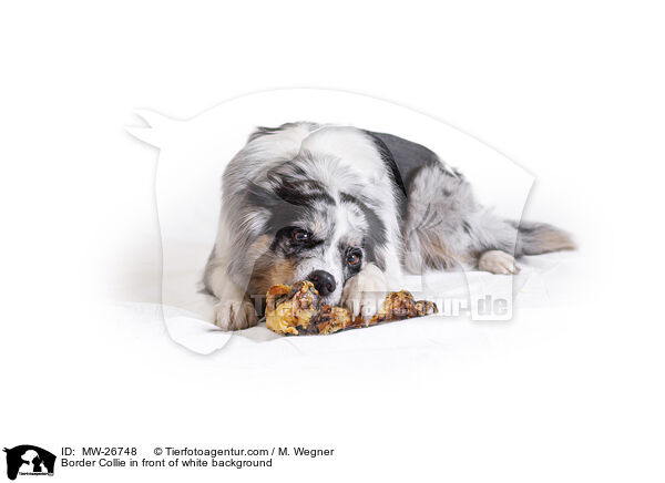 Border Collie vor weiem Hintergrund / Border Collie in front of white background / MW-26748