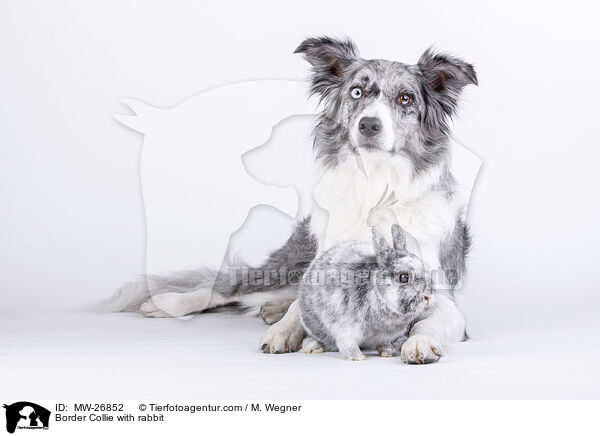 Border Collie with rabbit / MW-26852