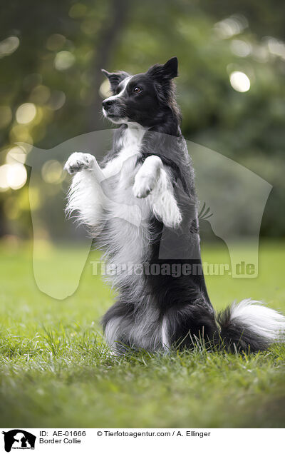 Border Collie / AE-01666