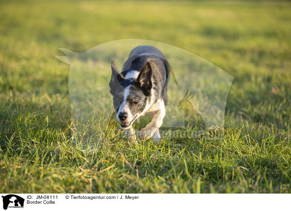 Border Collie / JM-08111