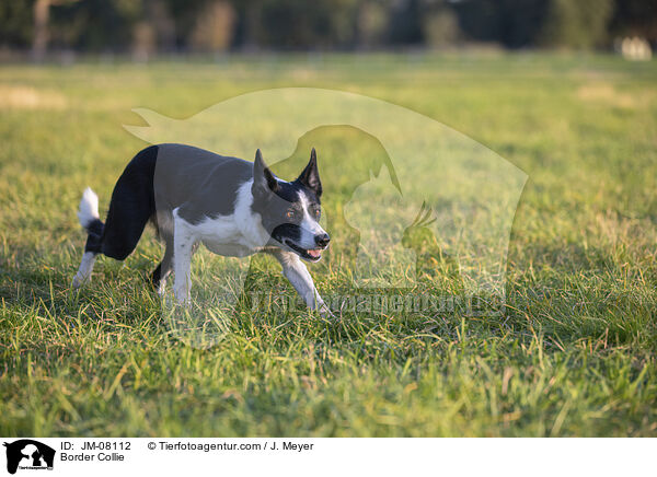 Border Collie / Border Collie / JM-08112