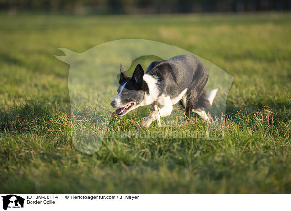 Border Collie / Border Collie / JM-08114