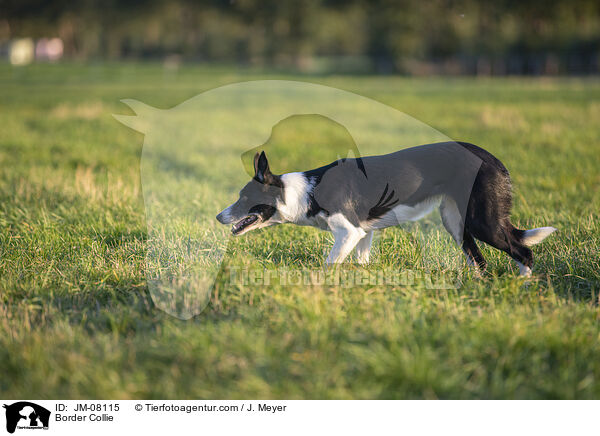 Border Collie / Border Collie / JM-08115