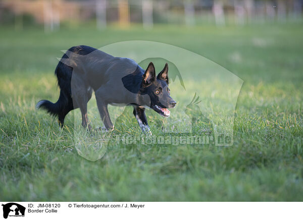 Border Collie / Border Collie / JM-08120