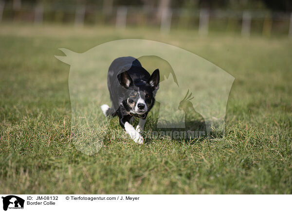 Border Collie / JM-08132