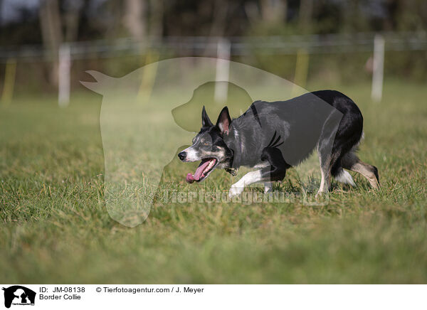 Border Collie / JM-08138