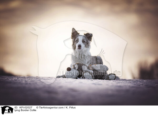 liegender Border Collie / lying Border Collie / KFI-02027