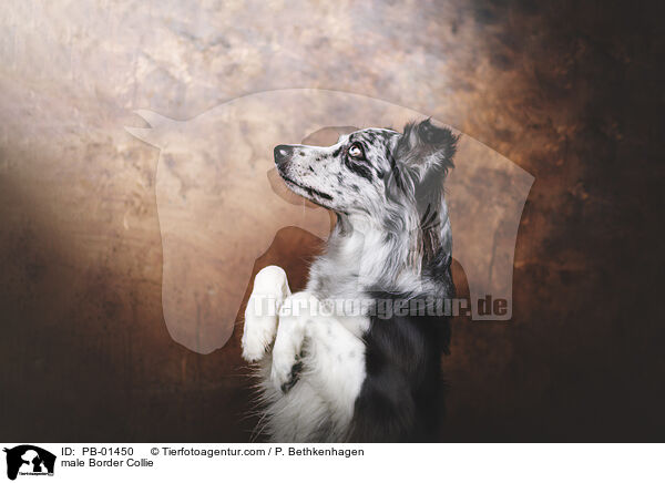 Border Collie Rde / male Border Collie / PB-01450