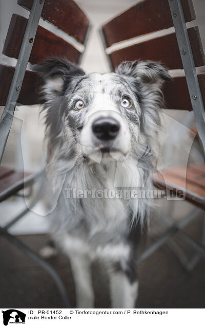 Border Collie Rde / male Border Collie / PB-01452