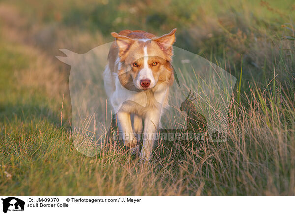 adult Border Collie / JM-09370