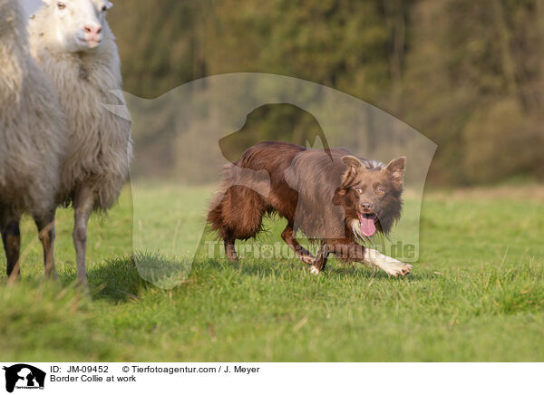 Border Collie at work / JM-09452