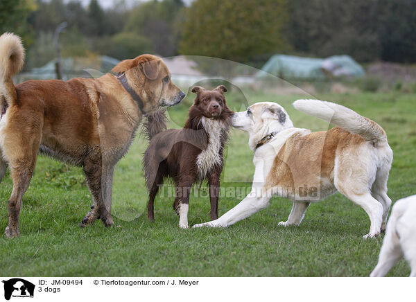 3 dogs / JM-09494