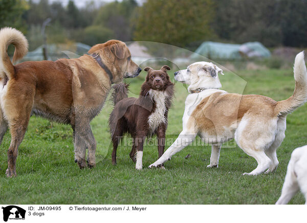 3 Hunde / 3 dogs / JM-09495